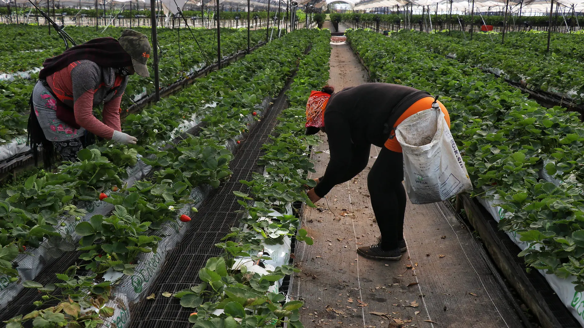 huerta de fresa en Zamora - FMM_42